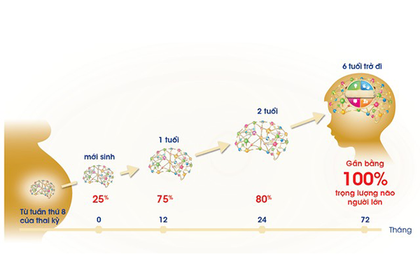 Sự phát triển não bộ của trẻ