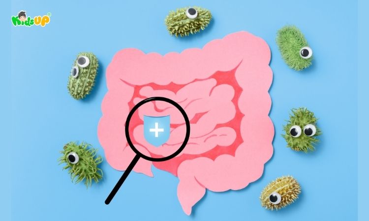 Đường tiêu hóa là một trong những yếu tố tác động tới khả năng hấp thụ vitamin b1