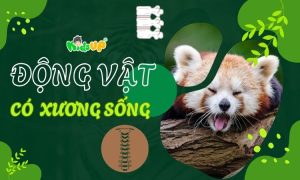 động vật có xương sống