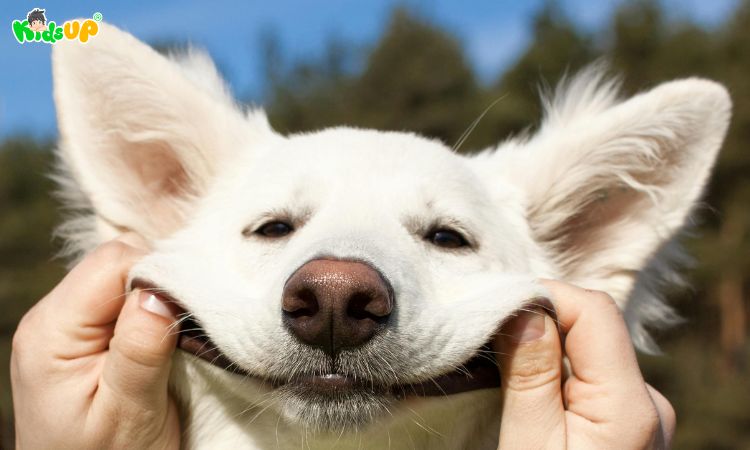 Hiểu về tuổi thọ của chó