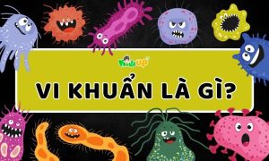 vi khuẩn là gì