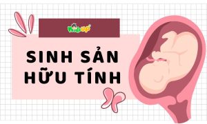 sinh sản hữu tính là gì