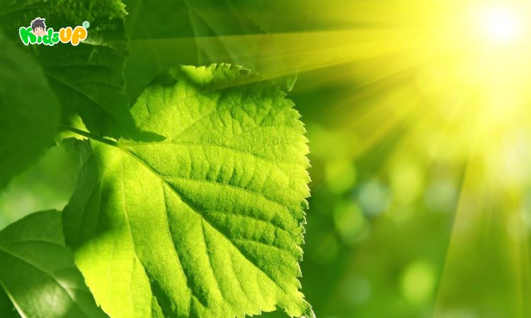 Thực vật quang hợp nhờ ánh nắng rồi chuyển hóa năng lượng