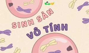 sinh sản vô tính