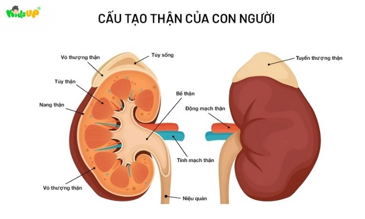 Cấu tạo thận của con người