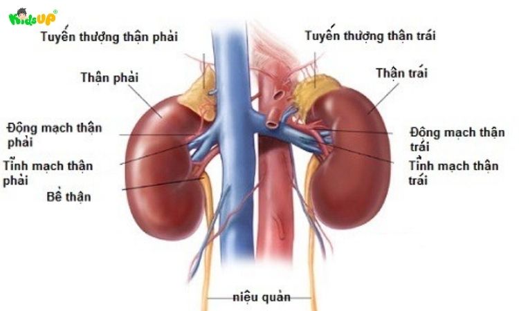 Nhiệm vụ của hệ bài tiết
