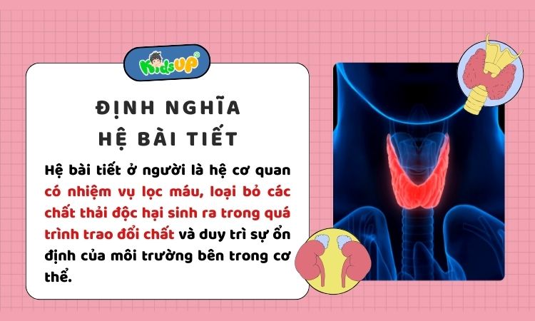 Hiểu về hệ bài tiết ở người