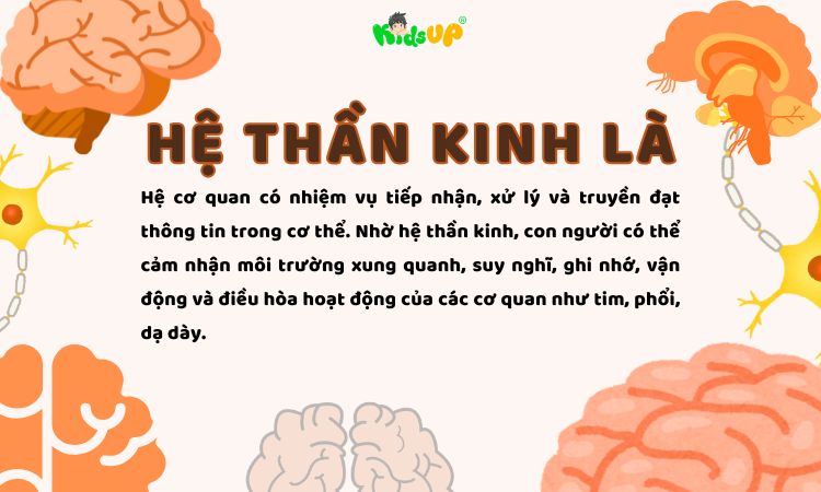 Hiếu đúng về hệ thần kinh