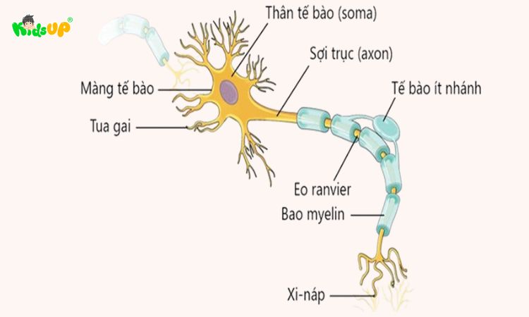 Minh họa tế bào thần kinh Nơron